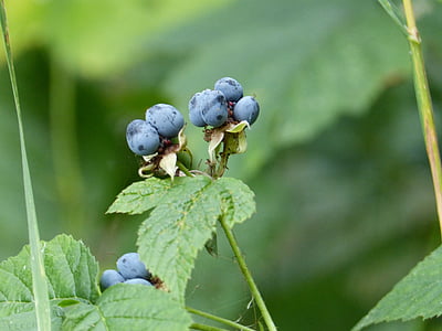 딸기, 숲, 블루, 먹으십시오, 건강 한, 자연, 과일