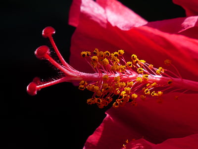 Hibiscus flower, tempel, õietolm, õis, Bloom, Hibiscus, lill