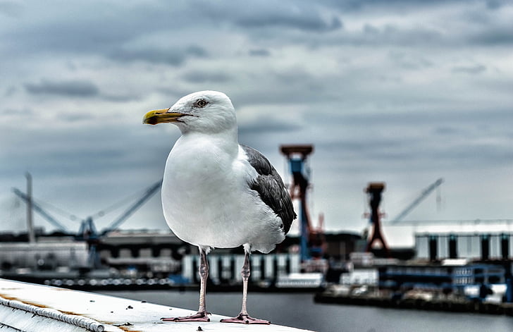 seagull, bird, nature, port, baltic sea, seevogel, sea