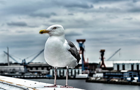 Seagull, burung, alam, Port, Laut Baltik, seevogel, laut