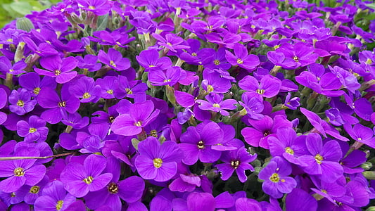 aubretia, niebieskie poduszki, Violet, kwiat, Bloom, wiosna, kwiat