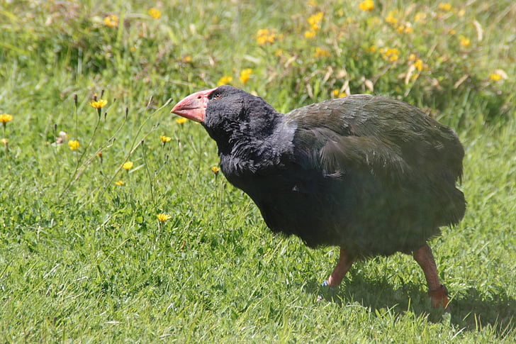 takahe, Нова Зеландия, птица, роден, нелетящи, местни, видове