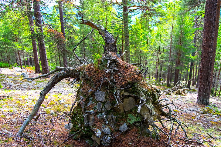root, norway, forest, tree, nature, woodland, outdoors
