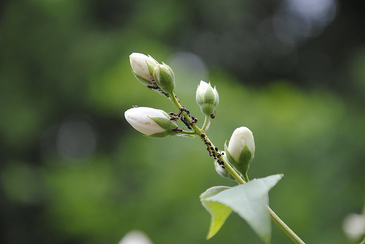 loài kiến, phá hoại, ký sinh, Blossom, nở hoa, Bud, thực vật
