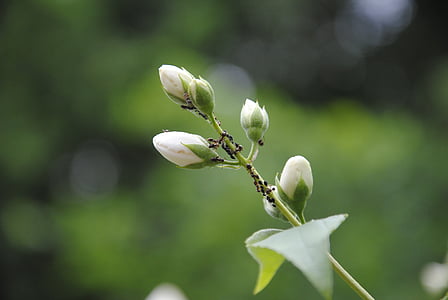 mieren, besmetting, ongedierte, Blossom, Bloom, Bud, plant