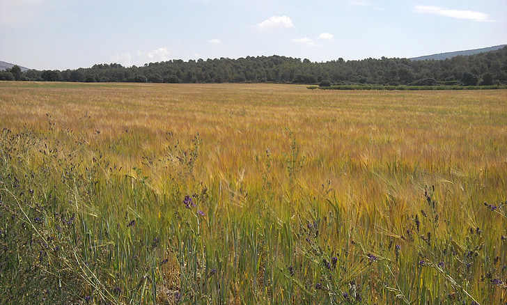 blé, posé, paysage, le champ, campagne, jaune, pelouse