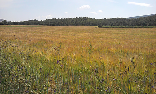 пшеница, определени, пейзаж, полето, крайградски, жълто, тревата
