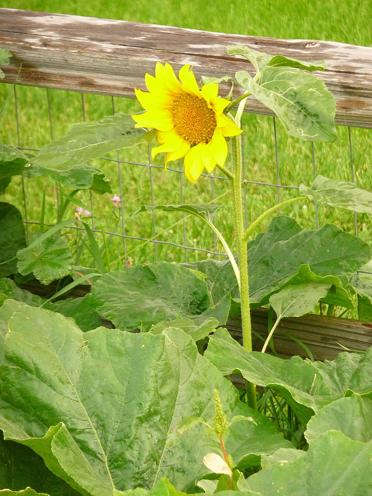 flor del sol, jardín, Split rail, yarda