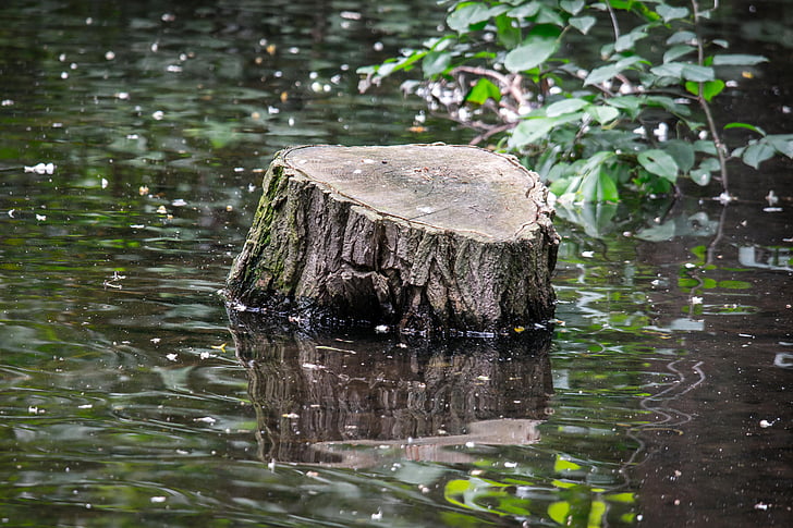 tronc d'arbre, l'aigua, pantà, Llac, Estany, aigües, zones humides