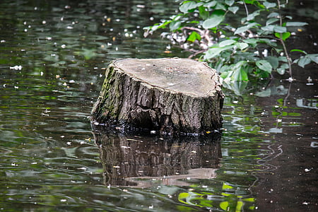 tree stump, water, swamp, lake, pond, waters, wetlands