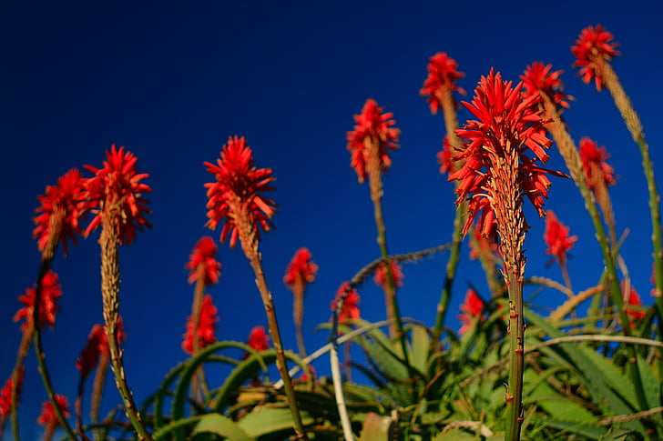 torch aloe, red, flower, fire plant, blossom