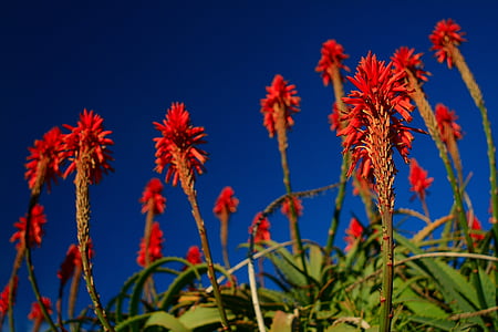 torch aloe, red, flower, fire plant, blossom