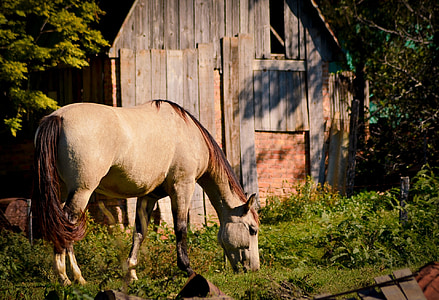 con ngựa, chăn thả, ăn cỏ, Barn, động vật có vú, động vật, Trang trại