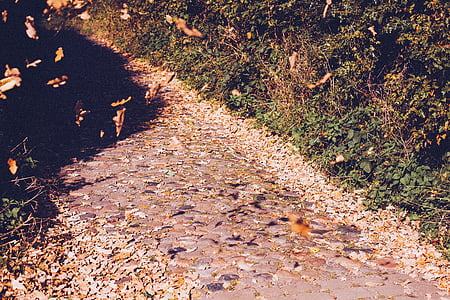 path, field path, nature, autumn, fall, walkway