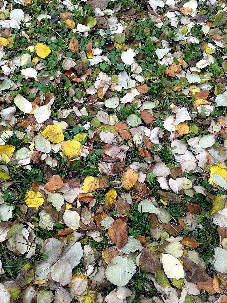 lá, mùa thu, màu da cam, màu vàng, cỏ, nền tảng, lá