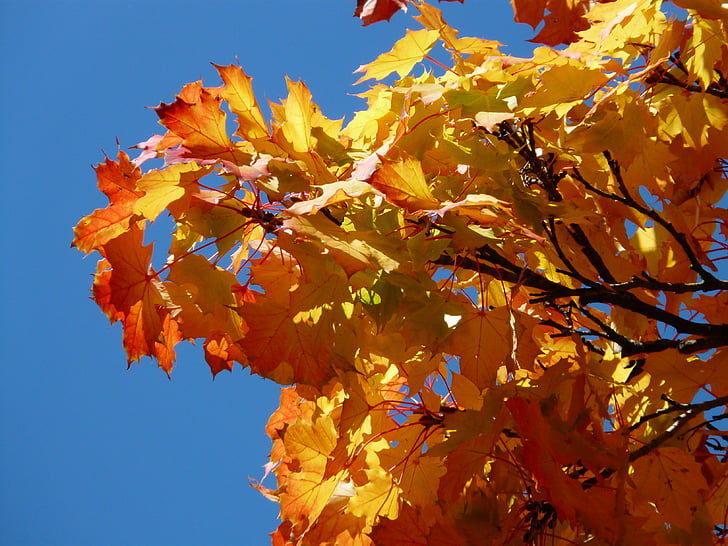 foglie di acero, acero, fogli di caduta, foglie, fogliame di caduta, autunno, giallo dorato