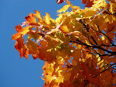 maple leaves, maple, fall leaves, leaves, fall foliage, autumn, golden yellow