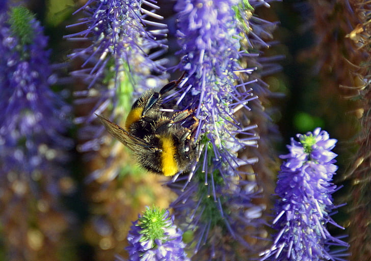 Hummel, insect, Strooi, zomer, natuur, plant, bloem