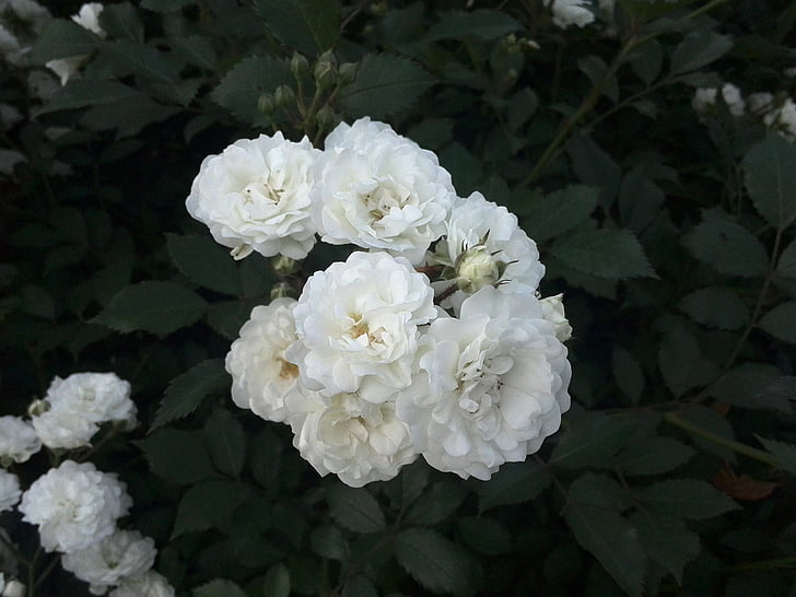 ökade, vit ros, sommar, Tender rose, kronblad, närbild, gröna