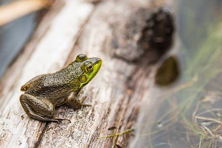 amphibian, animal, close-up, frog, little, log, water