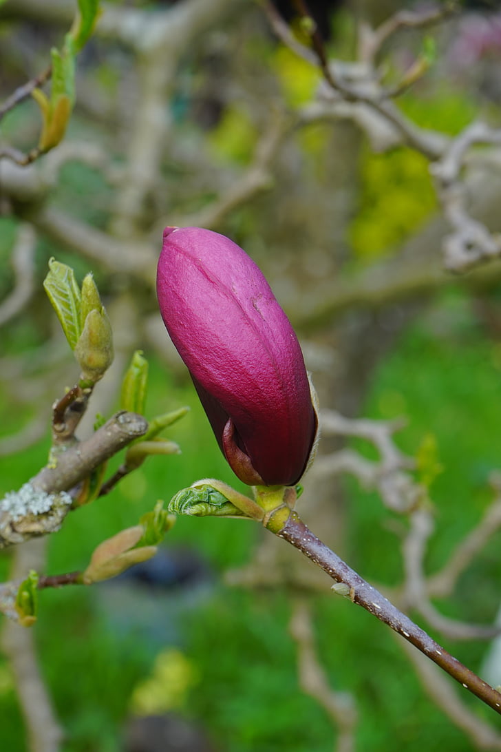 Magnolia, Magnolia kukka, Blossom, Bloom, violetti, Violet, punertava