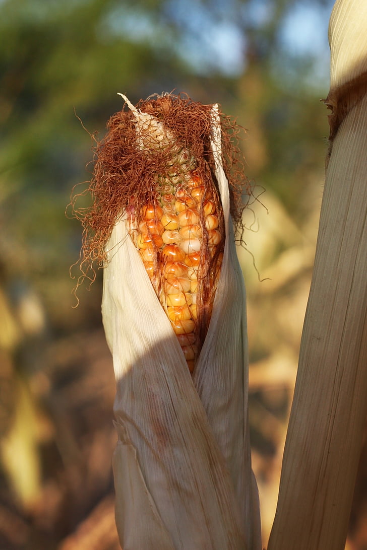 kukurydza, Indian corn, upadek, jesień, gospodarstwa, upraw, żniwa