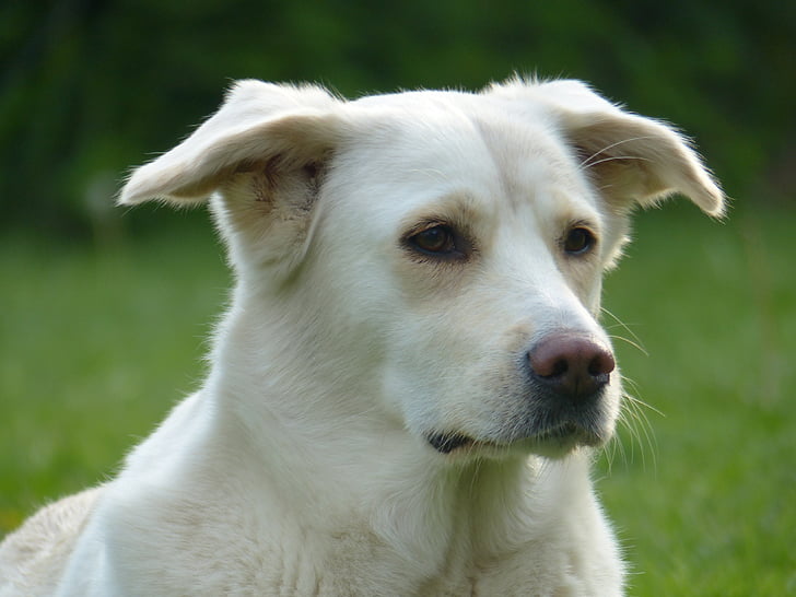 câine, alb, animal de casă, portret