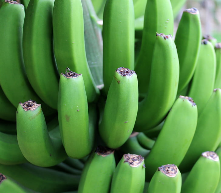 Banana, verde, arbusto, frutta, frutta, vitamine, chiudere
