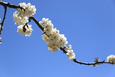 pear, blue sky, all a bed of roses, tree, springtime, nature, branch
