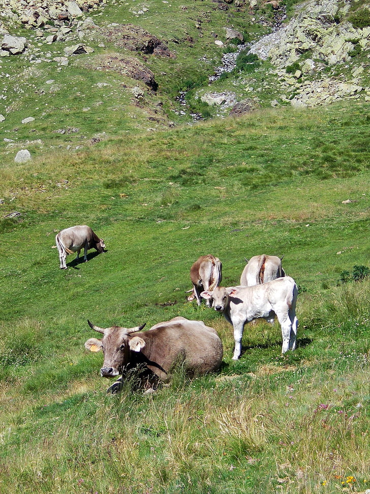 крава, теле, едър рогат добитък, говеда, пейзаж, трева, природата