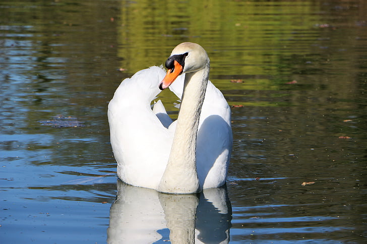 mute swan, swan, water bird, swans, white, nature, nature swan