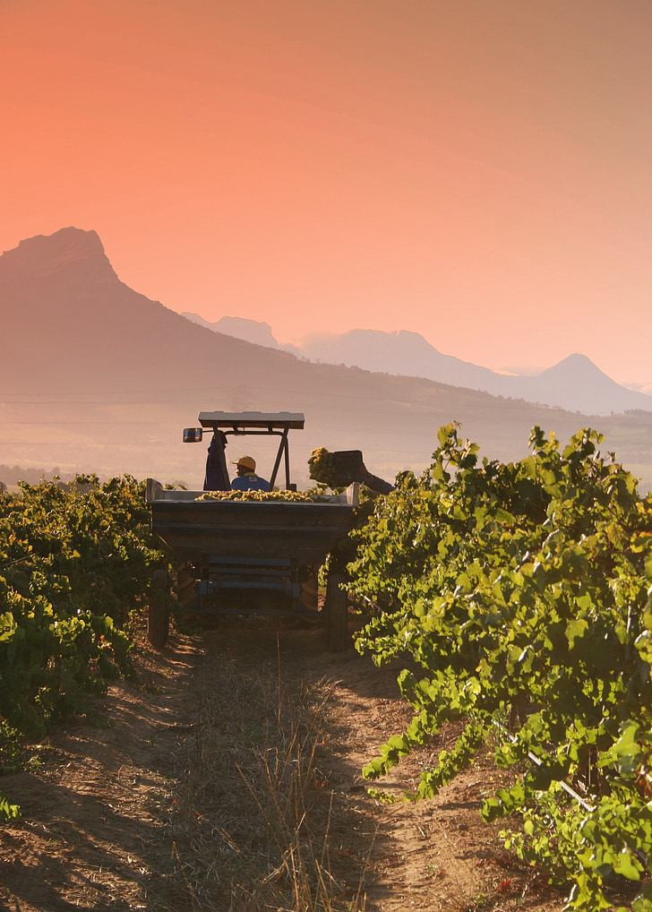 Chardonnay, vendemmia, Stellenbosch, vino, uva, vigneto, agricoltura