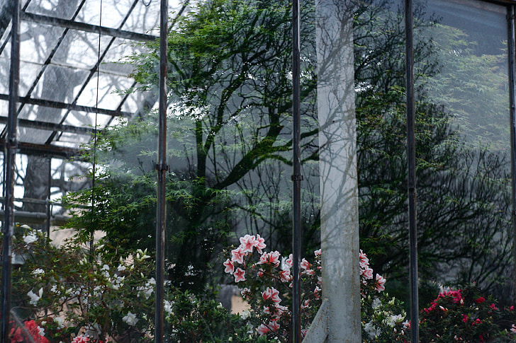 janela, reflexão, jardim botânico, flores, árvore, exposição