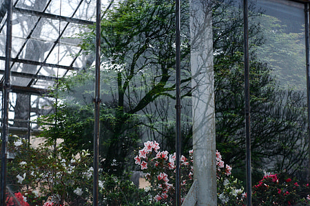 finestra, reflexió, jardí botànic, flors, arbre, l'exposició
