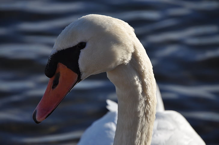animal, swan, swans, close, pride, water bird, bird