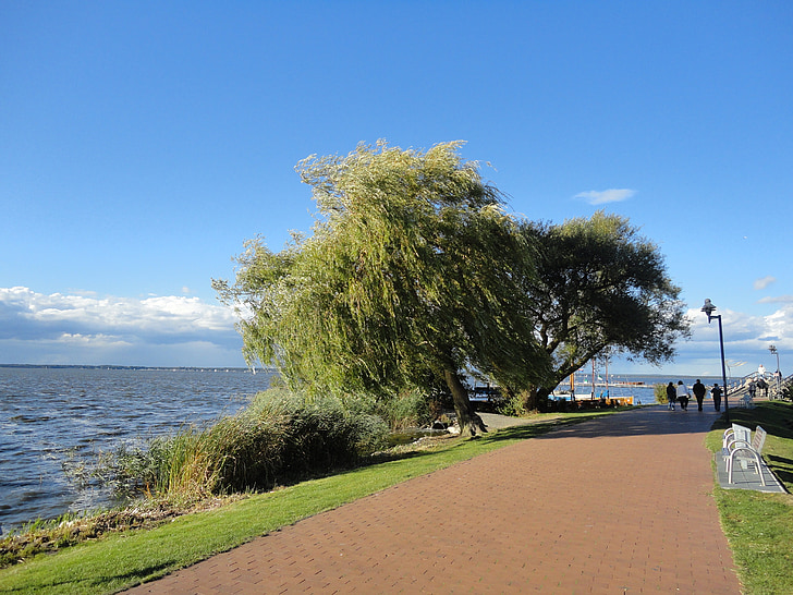 Steinhuder mare, copac, Salcie plângătoare, plajă, Lacul, Resort, vacanta