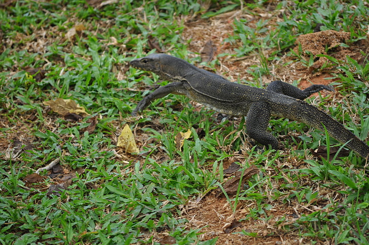 lizard, singapore, chinese garden, reptile, reptilian, animal, wildlife