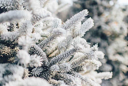 pino, árbol, cubierto, nieve, durante el día, invierno, frío de hielo