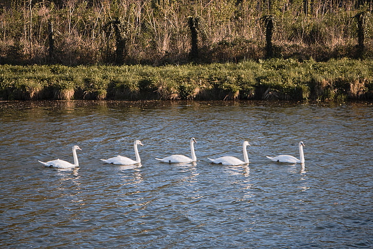 swans, group, water, current, water courses, river, nature