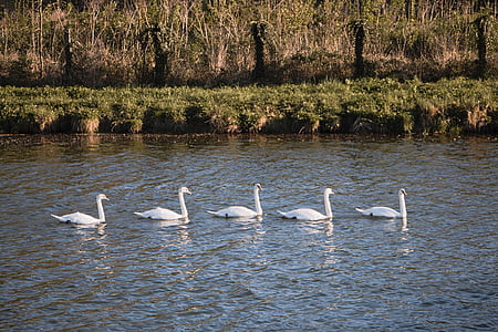 swans, group, water, current, water courses, river, nature