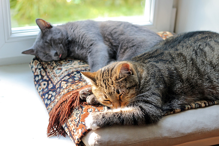 katte, søvn, drøm, komfort, dyr, hjem, russiske blue