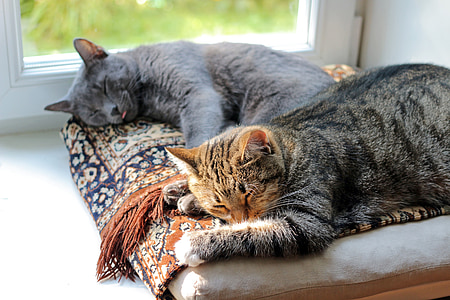 pisici, somn, vis, confort, animale, acasă, albastru de Rusia