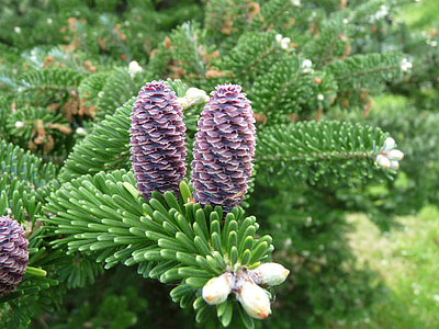 korea fir, abies koreana, tannenzweig, pine cones, fir, green, purple