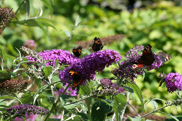 Butterfly bush, motýl, zahrada