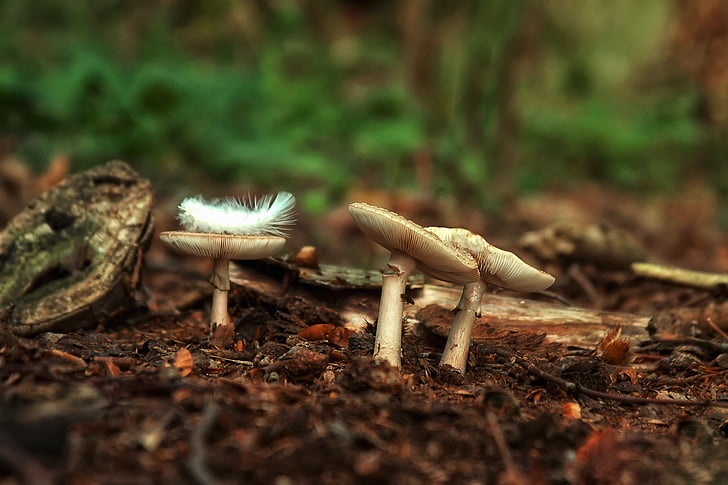 mushrooms, forest, spring, nature, autumn, toxic, moist
