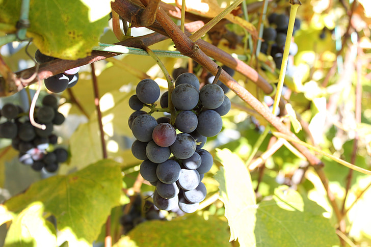 the grapes, autumn, garden