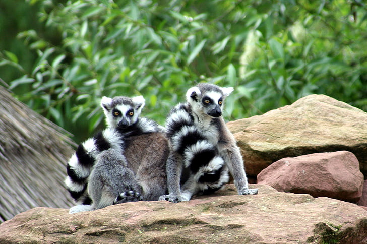 lémures, jardim zoológico, animais, Madagascar, selvagem, Mulhouse, Lemur