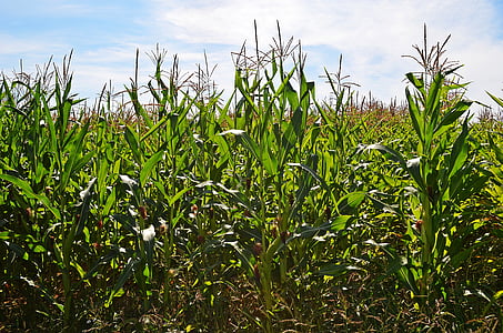 corn, the cultivation of, agriculture, plants, nature, green, food