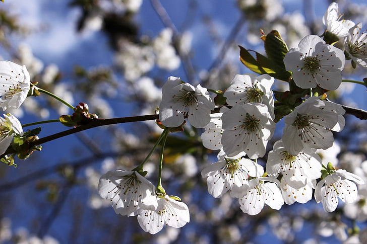 kirsikankukkia, valkoinen, kukka, puu, kevään, Luonto, haara