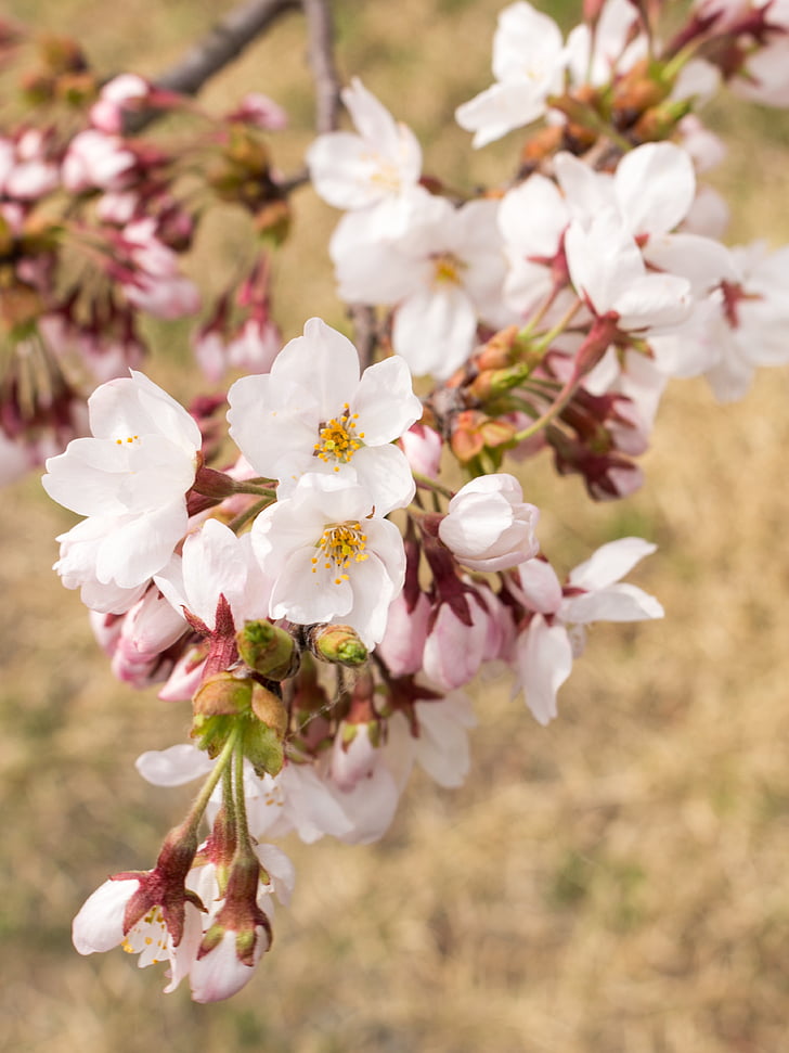 flowers, cherry, japan, spring, wood, lawn, cherry blossoms